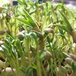 بذر عدس آبی