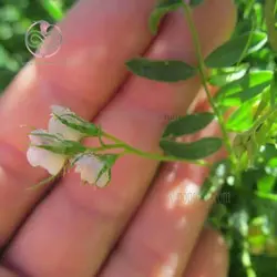 بذر عدس آبی