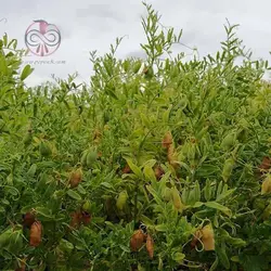 بذر عدس آبی