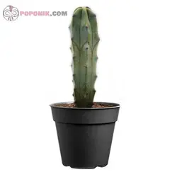 کاکتوس میرتلو کاکتوس پایه آبی