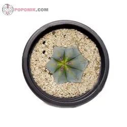 کاکتوس میرتلو کاکتوس پایه آبی