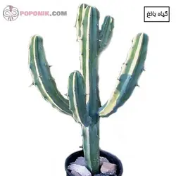 کاکتوس میرتلو کاکتوس پایه آبی