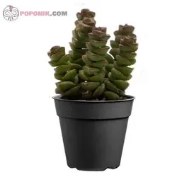 گیاه کراسولا عروسکی