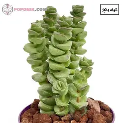 گیاه کراسولا عروسکی