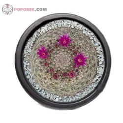 کاکتوس مامیلاریا هانیانا