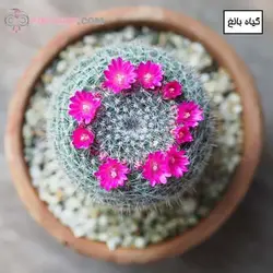 کاکتوس مامیلاریا هانیانا