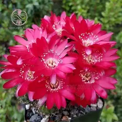 بذر کاکتوس لوبی ویا