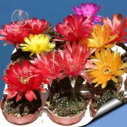 بذر کاکتوس لوبی ویا