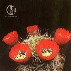 بذر کاکتوس لوبی ویا