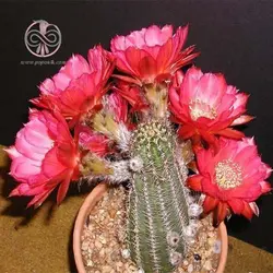 بذر کاکتوس لوبی ویا