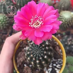 بذر کاکتوس لوبی ویا