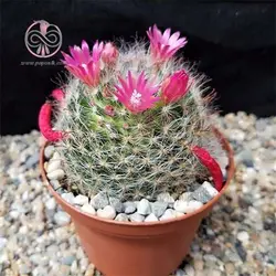 بذر کاکتوس مامیلاریا مگنی ماما