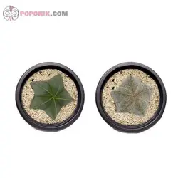 کاکتوس آستروفیتوم مایروستیگما