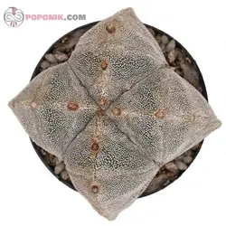 کاکتوس آستروفیتوم مایروستیگما