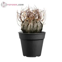 کاکتوس آستروفیتوم کاپری کورن