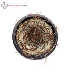 کاکتوس آستروفیتوم کاپری کورن