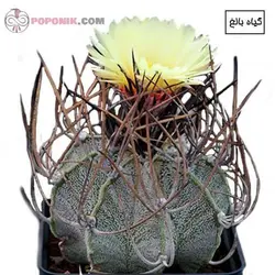 کاکتوس آستروفیتوم کاپری کورن