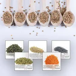 مجموعه بذر عدس