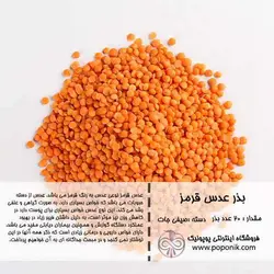 مجموعه بذر عدس