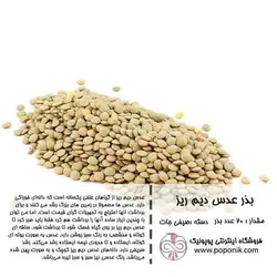 مجموعه بذر عدس