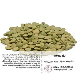 مجموعه بذر عدس