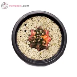 کاکتوس ژمینو میهانوویچی