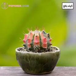 کاکتوس ژمینو میهانوویچی