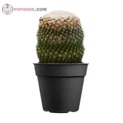 کاکتوس مامیلاریا آناناسی