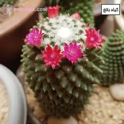 کاکتوس مامیلاریا آناناسی