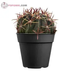 کاکتوس فرو لاتیس پینوس