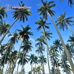 نهال نارگیل پابلند هندی