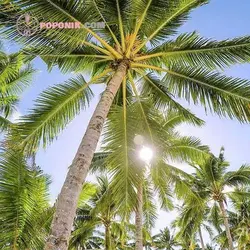 نهال نارگیل پابلند هندی