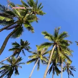 نهال نارگیل پابلند هندی