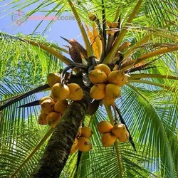 نهال نارگیل پابلند هندی