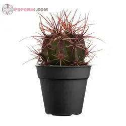 کاکتوس فرو شوارزی