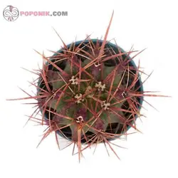 کاکتوس فرو شوارزی