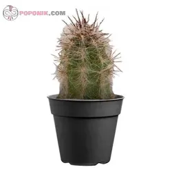 کاکتوس اورئوسرئوس سلسیانوس