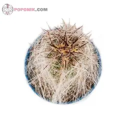کاکتوس اورئوسرئوس سلسیانوس
