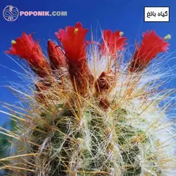 کاکتوس اورئوسرئوس سلسیانوس