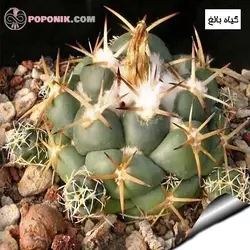 کاکتوس کوریفانتا الفانتادیس