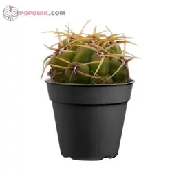 کاکتوس ژمینو آمریکایی