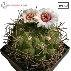 کاکتوس ژمینو آمریکایی