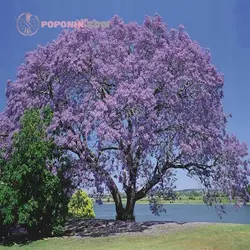 نهال پالونیا شن تونگ