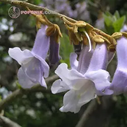 نهال پالونیا شن تونگ