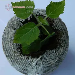 نهال پالونیا شن تونگ