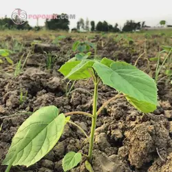 نهال پالونیا شن تونگ