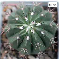 کاکتوس ملو کاکتوس