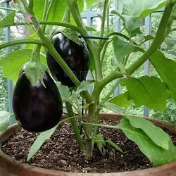 نشاء بادمجان دلمه ژاپنی