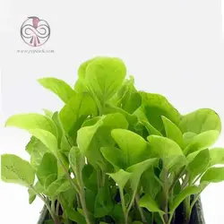 نشاء بادمجان دلمه ژاپنی