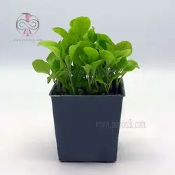 نشاء بادمجان دلمه ژاپنی